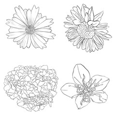 vector drawing flowers