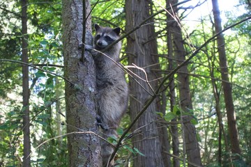 cute raccoon in a tree