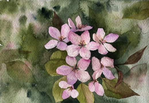 watercolor pink apple blossoms