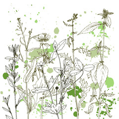 Background with drawing herbs and flowers