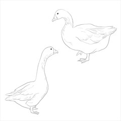 vector sketch of geese