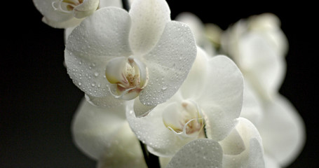white orchid on black background. Closeup with drops of water