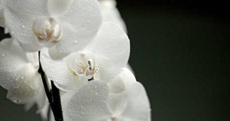white orchid on black background. Closeup with drops of water