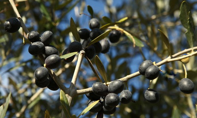 Olive trees with fruits