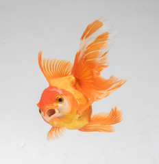 Goldfish isolate on a gray background