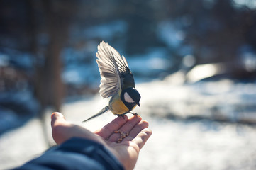 titmouse sitting on a hand with raised wings in flight winter sun
