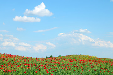 poppies flower spring meadow and blue sky with clouds landscape