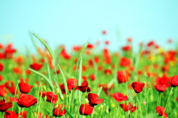red poppies flower landscape spring season