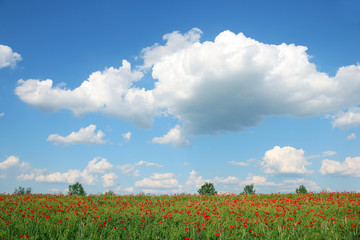 spring meadow and blue sky with clouds landscape