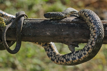 Naklejka na ściany i meble Natrix tessellata.The dice snake is a European nonvenomous snake belonging to the family Colubridae, subfamily Natricinae.