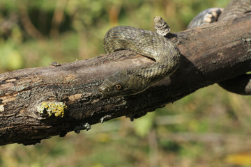 Natrix tessellata.The dice snake is a European nonvenomous snake belonging to the family Colubridae, subfamily Natricinae.