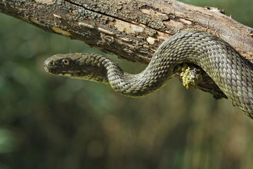 Natrix tessellata.The dice snake is a European nonvenomous snake belonging to the family Colubridae, subfamily Natricinae.