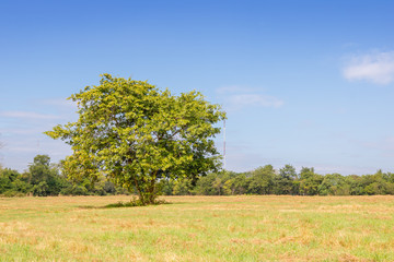 The green tree is in the middle of a green lawn with a sky and nature background.