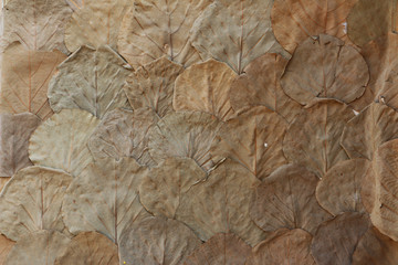 Brown beige wall covered with dried round leaves, glued on its surface 