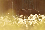 Brown bear at summer sunset