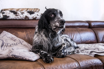 Cute black and white English Setter dog lying in a bed
