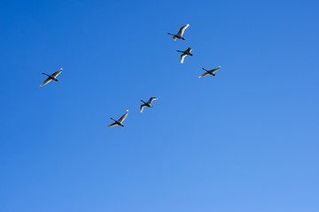 Swans flying in a clear blue sky