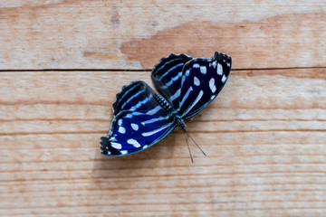 blauer Schmetterling auf Holz