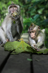 Zwei Affen beim naschen