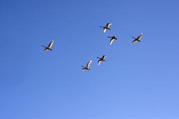 Swans flying in a clear blue sky