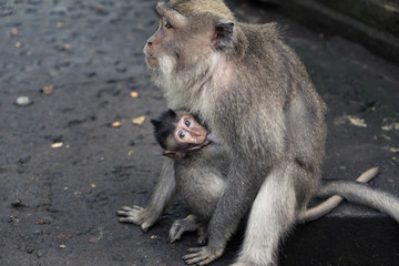 Affenmama mit Baby