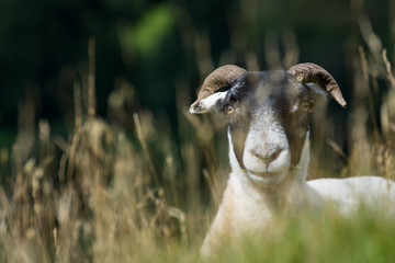 A highland sheep peering out of the tall grass