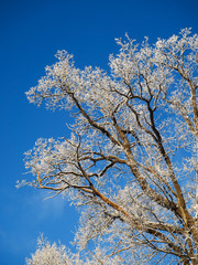 The tops of the trees against the blue sky. Winter landscape with snow covered trees and the sun.
