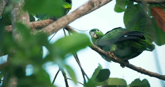 Pair Of Mealy Parrots In A Tree, Costa Rica