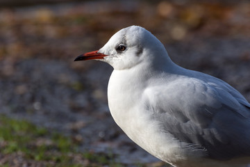 seagull profile portrait