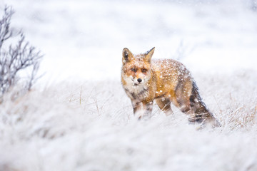 Fototapeta premium red fox in the snow