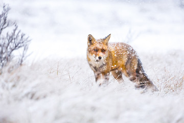 red fox in the snow