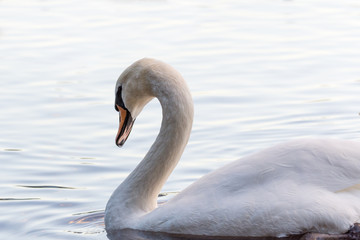 Fototapeta na wymiar a swan swimming through Loch Lomond
