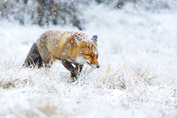 red fox in the snow