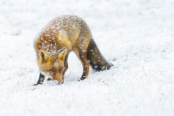 Obraz premium red fox in the snow