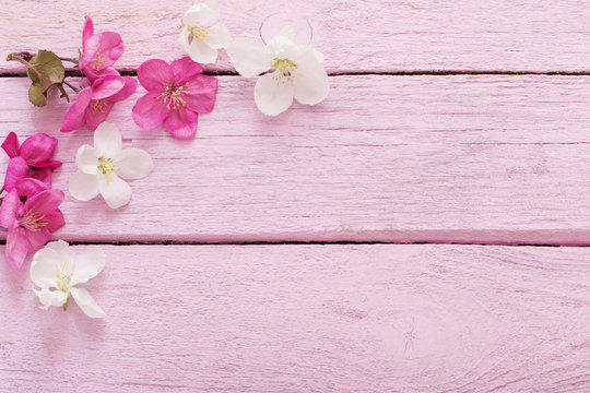 pink spring flowers on  wooden background