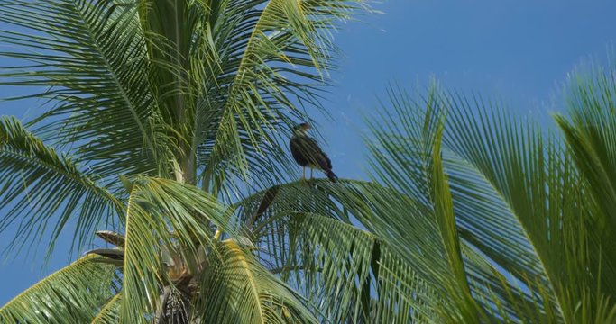 Black Vulture On The Ground, Costa Rica