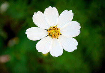 Fototapeta premium Beautiful white cosmos flower blooming in the garden with blurred background.