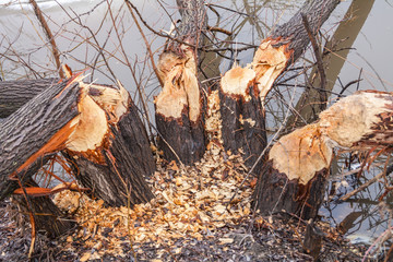 Trunks of trees damaged by beavers - obrazy, fototapety, plakaty