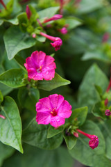 Mirabilis jalapa or The Four o’ Clock Flower with water drops after rain in the night