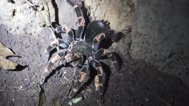 A huge Tarantula retreats to her hole with lights