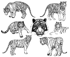 Set of hand drawn sketch style tigers. Vector illustration isolated on white background.