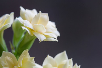 Fototapeta na wymiar Dreamy White Flowers