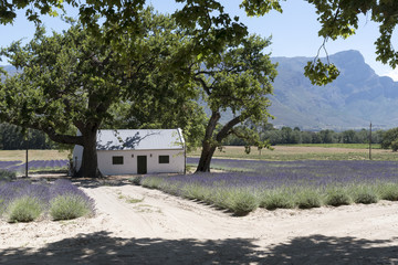 Franschhoek, Western Cape South Africa, December 2017. Small cottage set in a lavender farm
