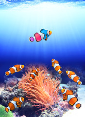 Flock of standard clownfish and one colorful fish
