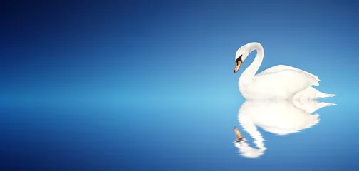 Acrylic prints Swan Mute swan on blue background