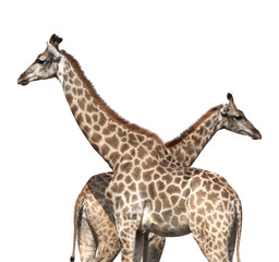 Two giraffes