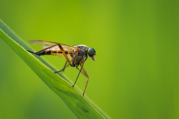 Side view macro close-up of a yellow Marsh Snipefly, Rhagio tringarius,