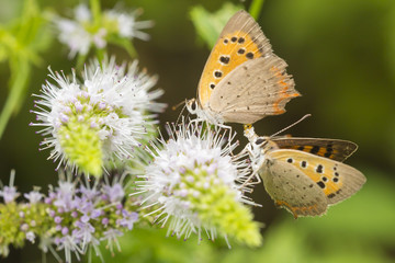 Small copper or common copper butterfly, Lycaena phlaeas, mating, pollinating and feeding nectar