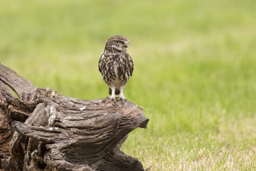 Closeup portrait Little owl, Athene noctua, perched while hunting