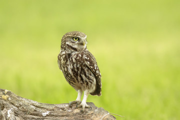 Close up portrait Little owl, Athene noctua, perched while hunting